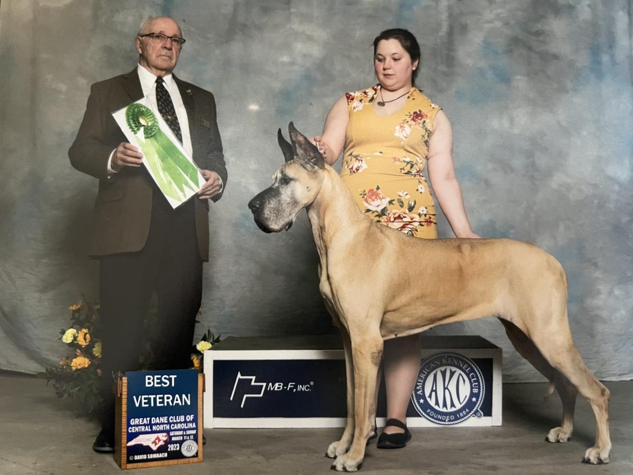 Vicki Smith's great Dane Felize, show name GCHG CH Hauer N Luciana's Happily Ever After, will participate in the National Dog Show Presented by Purina.