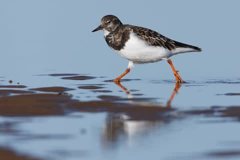 A wading turnstone - Credit: GETTY