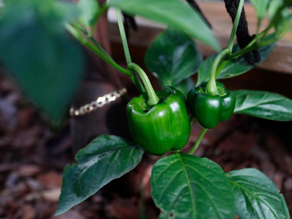 A green bell pepper growing in Paul's garden.