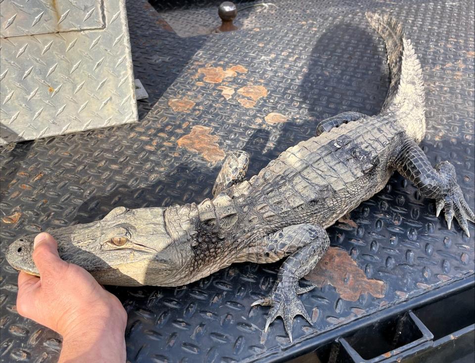 A 3-foot alligator was captured near Norris Lake on March 18, 2024.