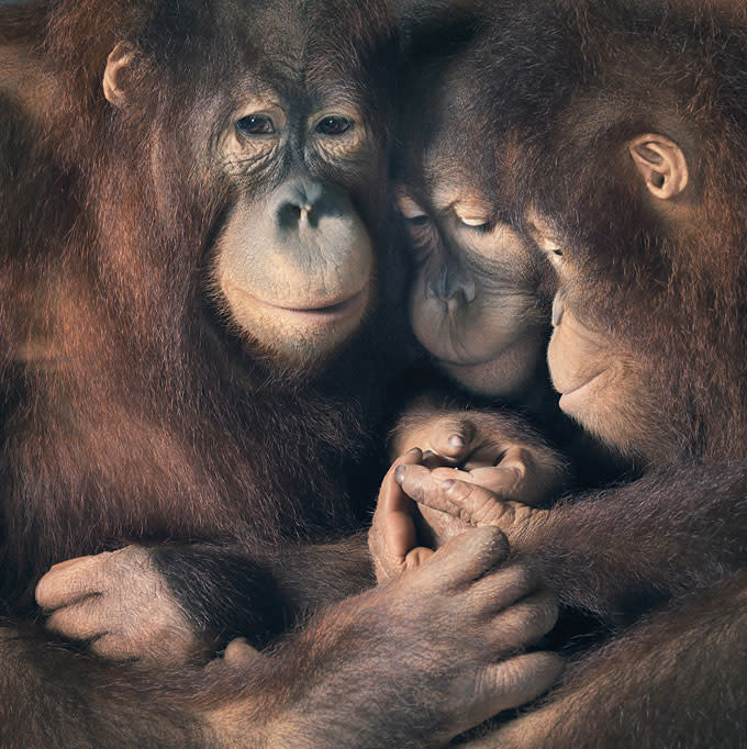 This orangutan family portrait is reminiscent of a Rembrandt group painting. Although mostly solitary animals, young orangutans depend on their mothers for nearly two years. <a href="http://www.timflach.com/" rel="nofollow noopener" target="_blank" data-ylk="slk:(Photo by Tim Flach);elm:context_link;itc:0;sec:content-canvas" class="link ">(Photo by Tim Flach)</a>