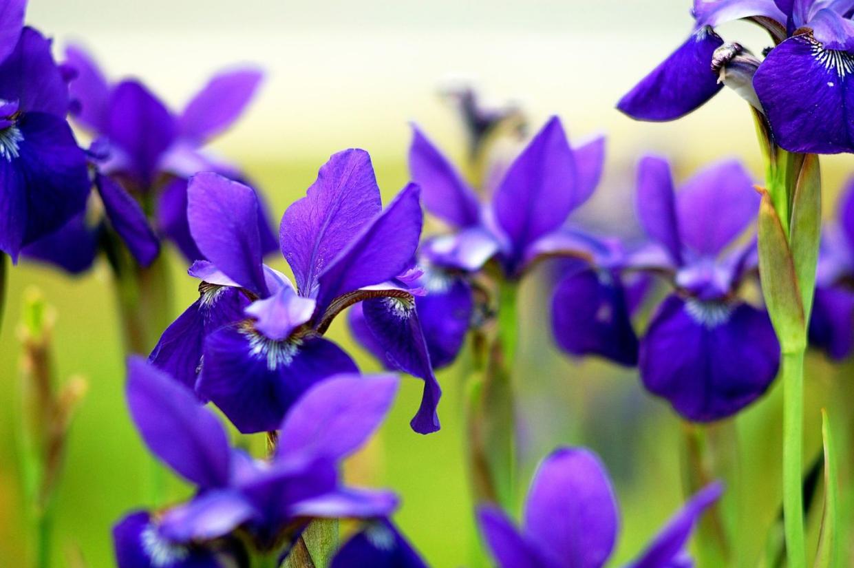 bearded iris