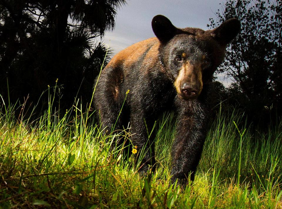 News-Press photographer Andrew West has set up a camera trap at several locations throughout the Corkscrew Regional Ecosystem Watershed over the last seven months. One of his best image is of a black bear captured on July 18, 2018. 