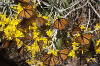 Migrant monarch butterflies tanking up on nectar as they move south.