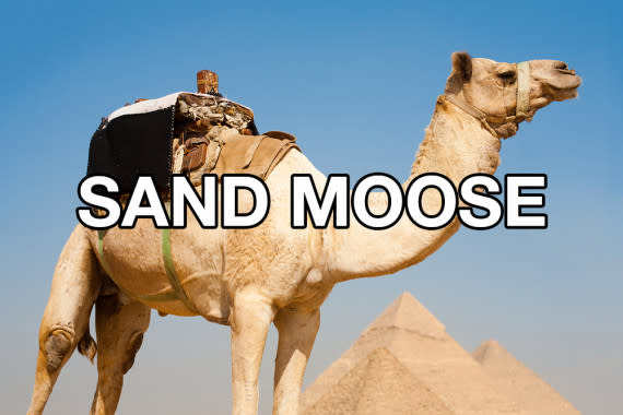 sand moose