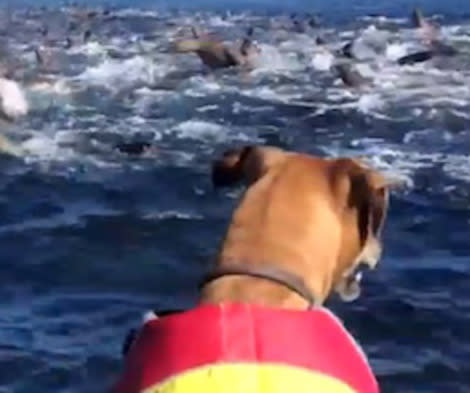 Whiskie the dog watching the whales at sea