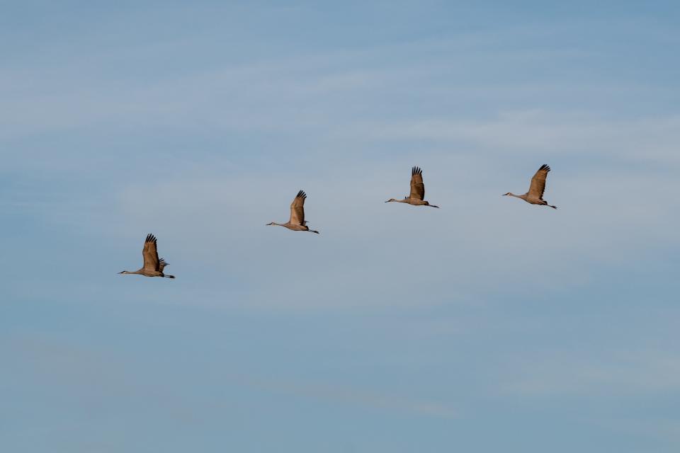 Sandhill cranes land at Cibola National Wildlife Refuge in Arizona on Feb. 16, 2023.