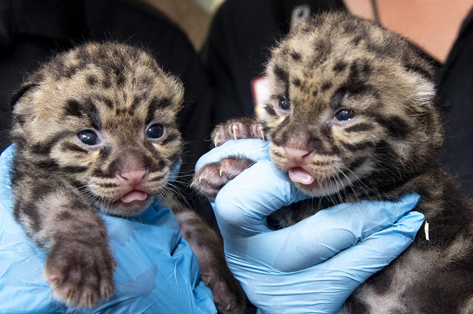 In this Feb. 26, 2020 photo made available by ZooMiami, newborn clouded leopards are held by a staff member for their neonatal exams at the zoo in Miami. Clouded Leopards are found in forests within Southern China, Taiwan and Malaysia and are highly endangered over most of their range due to hunting. (Ron Magill/ZooMiami via AP)