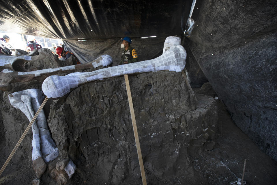 Paleontologists work to preserve the skeleton of a mammoth that was discovered at the construction site of Mexico City’s new airport in the Santa Lucia military base, Mexico, Thursday, Sept. 3, 2020. The paleontologists are busy digging up and preserving the skeletons of mammoths, camels, horses, and bison as machinery and workers are busy with the construction of the Felipe Angeles International Airport by order of President Andres Manuel Lopez Obrador. (AP Photo/Marco Ugarte)