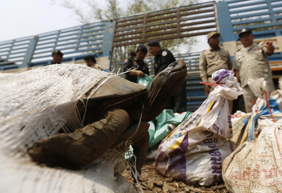 <p>A turtle is seen as Cambodian police officers handle over wild animals to members of the WildAid NGO, after they were recovered from smugglers in Kandal province, outside Phnom Penh, Cambodia March 29, 2016. (Photo: Samrang Pring/Reuters) </p>