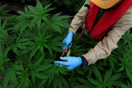 A man gathers marijuana plants for medicinal use at the company Pharmacielo in Rionegro, Colombia March 2, 2018. REUTERS/Jaime Saldarriaga