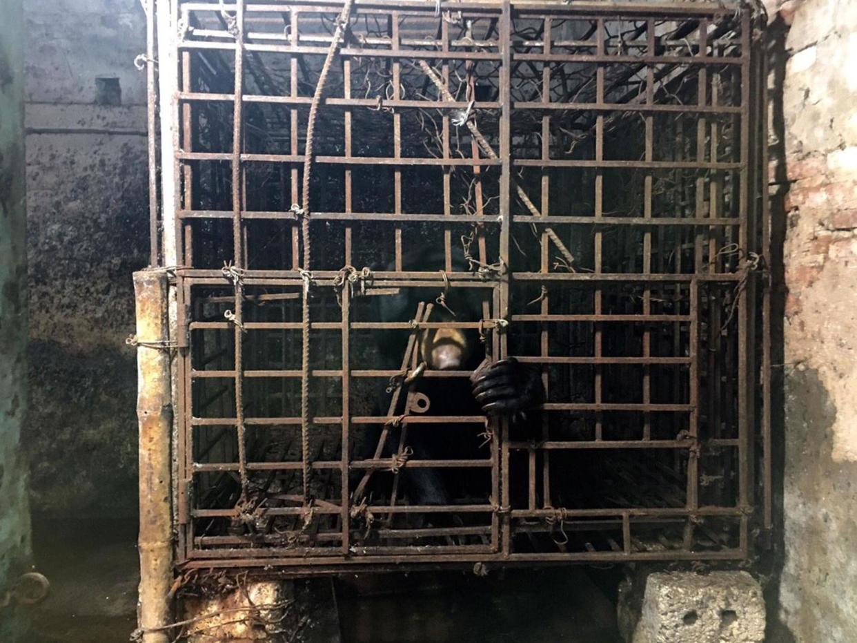 Farmed bears in China and Vietnam are kept for their whole lives in cages: Animals Asia/Flickr
