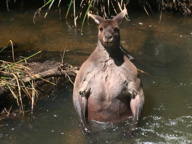 Bathing kangaroo has perfect beach body