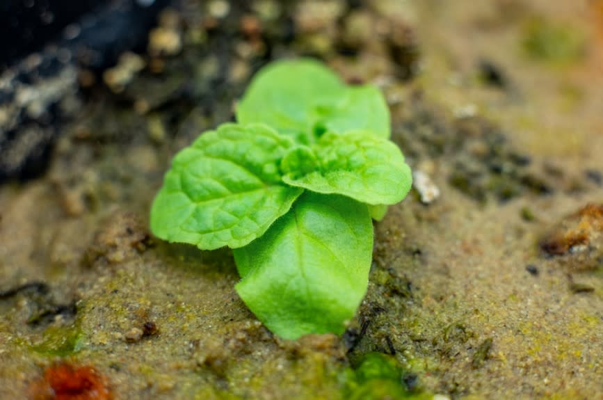 A small, green weed with broad leaves sprouts out of a sandy soil.
