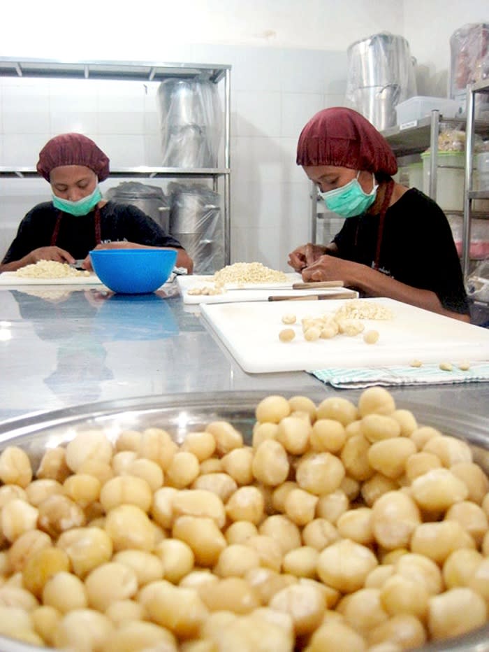 At work: Women work with macadamia nuts to craft chocolate treats. The nuts are a rarity in Indonesia. (