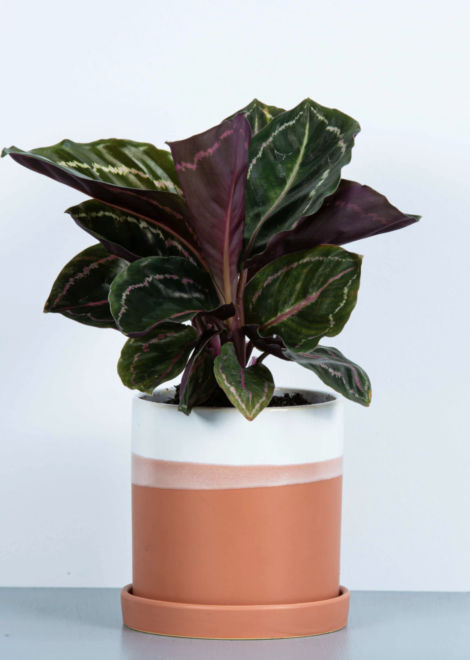 Calathea Medallion in orange and white pot