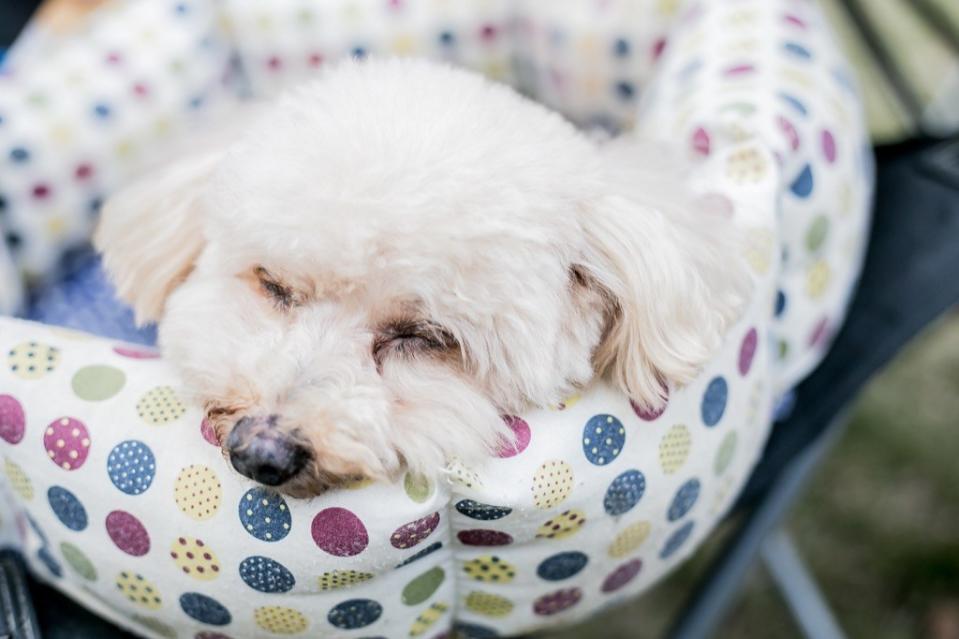 When a pet becomes depressed, “their… sleeping habits often change,” <strong>John Ciribassi, DVM, </strong>former president of the American Veterinary Society of Animal Behavior, told WebMD. Both insomnia and excess sleep can be <a rel="nofollow noopener" href="https://bestlifeonline.com/sick-dog/?utm_source=yahoo-news&utm_medium=feed&utm_campaign=yahoo-feed" target="_blank" data-ylk="slk:signs of a miserable dog" class="link ">signs of a miserable dog</a> or cat, so don’t hesitate to make an appointment with the vet should your pet exhibit a shift in their sleeping patterns.