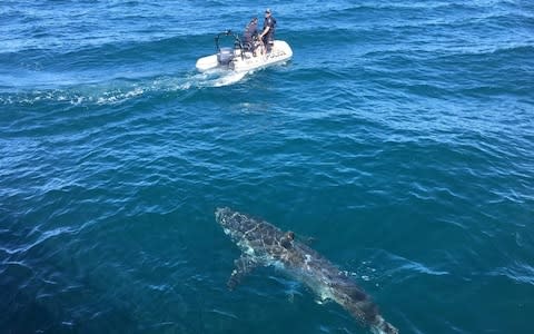 The shark in pursuit of the boat - Credit: REUTERS