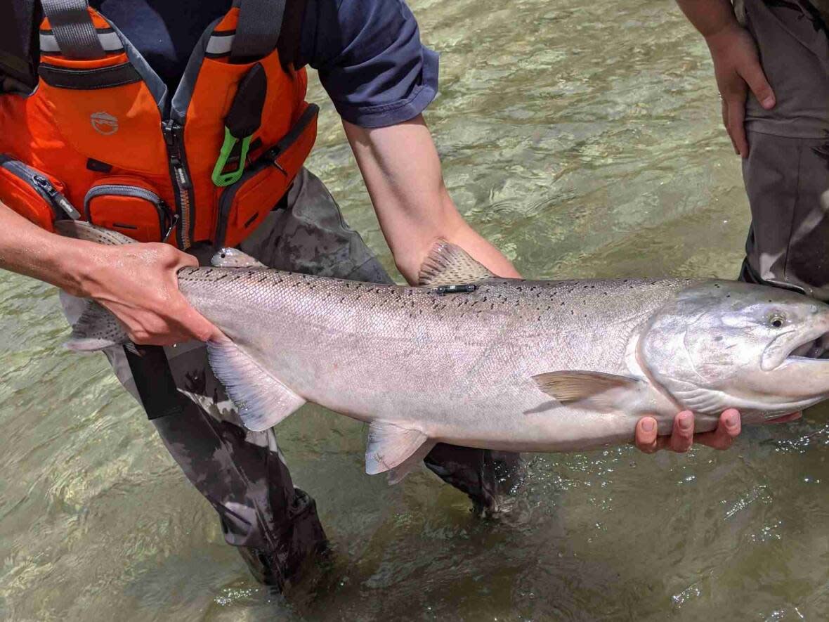 A chinook salmon is radio tagged by Fisheries and Oceans Canada staff near Lytton, B.C. Similar research could be conducted in Alaska next year along the Yukon River. (Submitted by Fisheries and Oceans Canada - image credit)