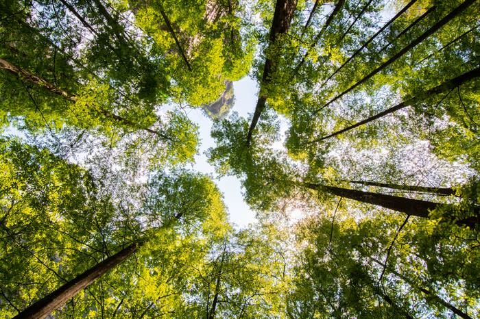 Looking upward at tall trees.