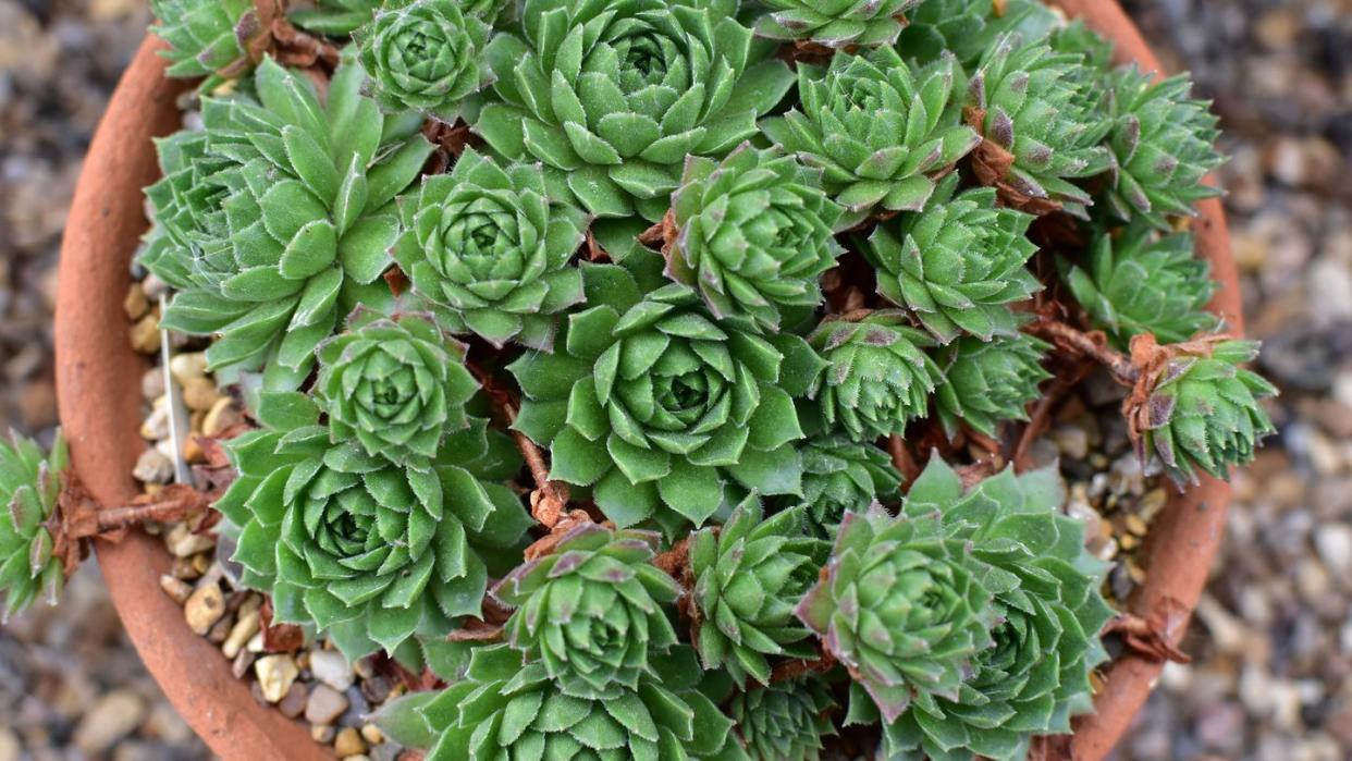 how to care for hens and chicks