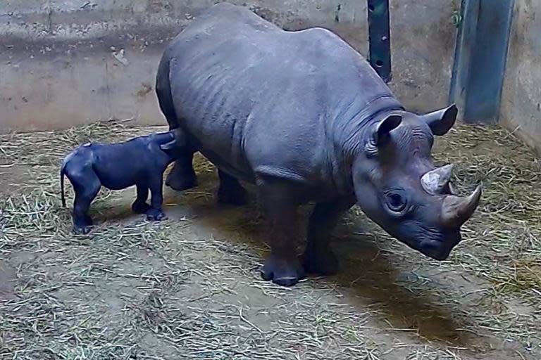 Endangered black rhino born at Chicago zoo