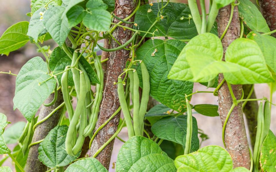 Runner beans are susceptible to high night temperatures and drought - Gap
