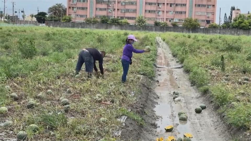 連日大雨農損菜價漲　葉菜類衝擊最大