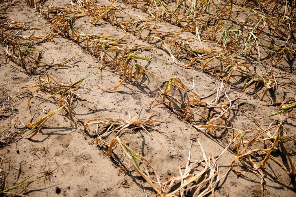 Rows of withered corn plants in a dry field in eastern Germany last summer.