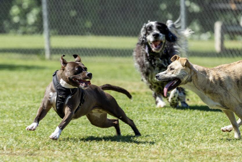 Laguna Beach, CA - August 17: Dogs chase each other at the Laguna Beach Dog Park in Laguna Beach Thursday, Aug. 17, 2023. Laguna Beach officials this month amended a city law to make it more challenging for residents to file complaints about barking dogs. (Allen J. Schaben / Los Angeles Times)