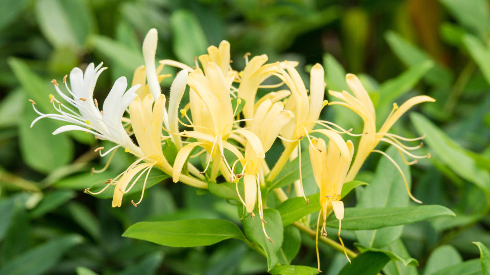 Japanese Honeysuckle plant