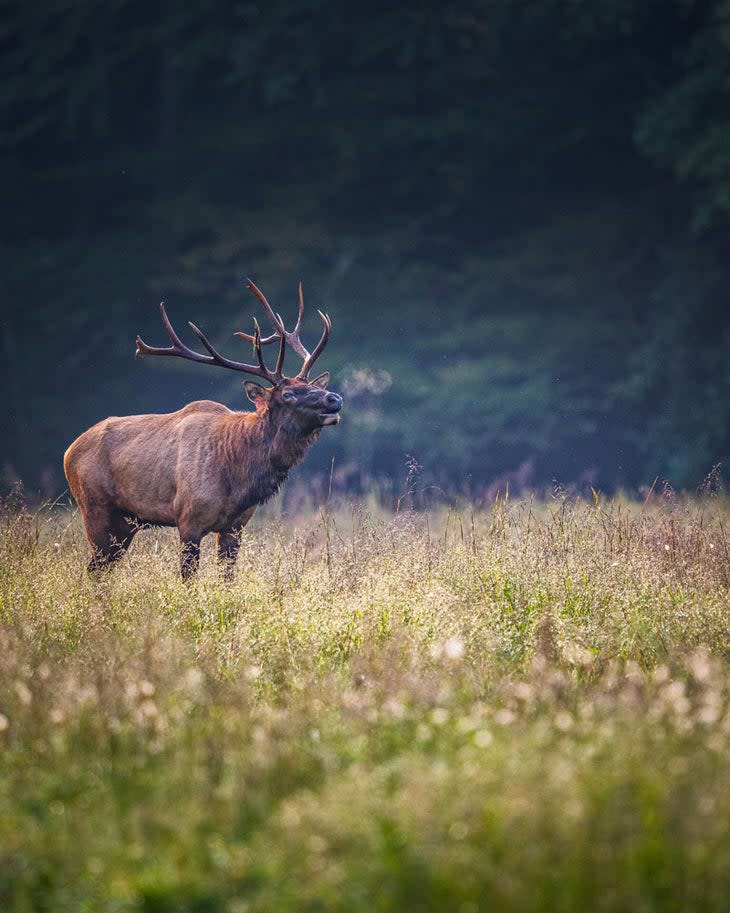 Elk bugling during rut in Great Smoky Mountains National Park