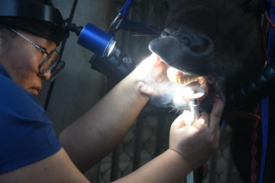 新竹市立動物園幫矮種馬小黑和小白預約牙科門診，請專業的馬匹獸醫與磨牙師幫馬兒做檢查牙齒，照顧牠們的的健康。(記者曾芳蘭翻攝)