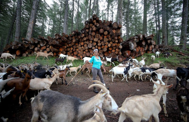 FILE PHOTO: Ethiopian Agitu Idea Gudeta, 40, follows her goat herd through the mountain at Valle dei Mocheni near Trento