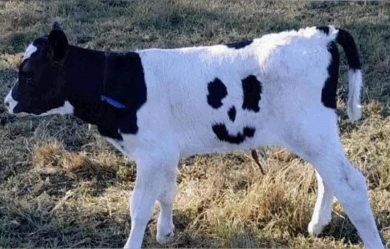 澳洲某間養殖場飼養一頭小牛身上自帶笑臉圖案。（示意圖，翻攝9news）