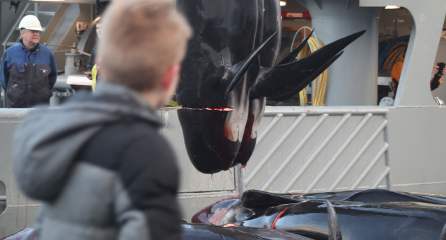 A child looks at two whales being processed on a ship.