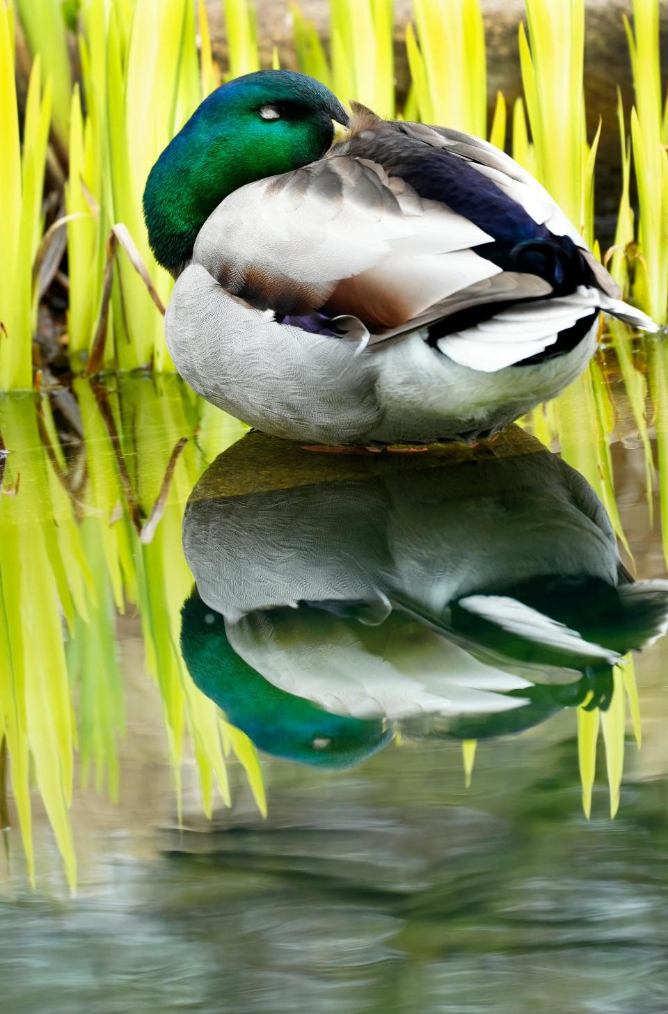 A mallard takes a nap in the pond at the overlook in Eden Park in East Walnut Hills, Tuesday, April 4, 2023. The male mallard is bright green to attract the females during breeding season. During the lifespan, which is 5-10 years, the female can lay as may as 130 eggs. You’re not going to outrun a mallard. Flocks have been estimated to travel at 55 mph. 