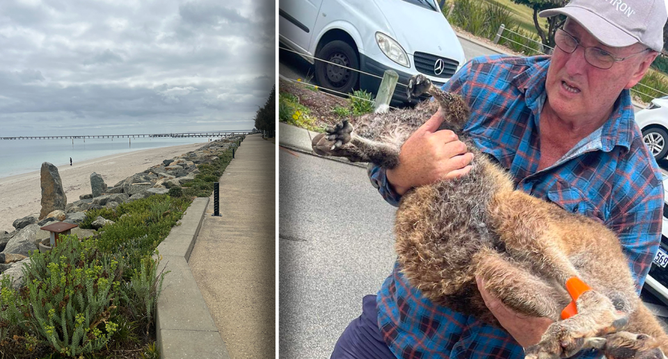 Left - the sea wall. Right - a man carrying the roo