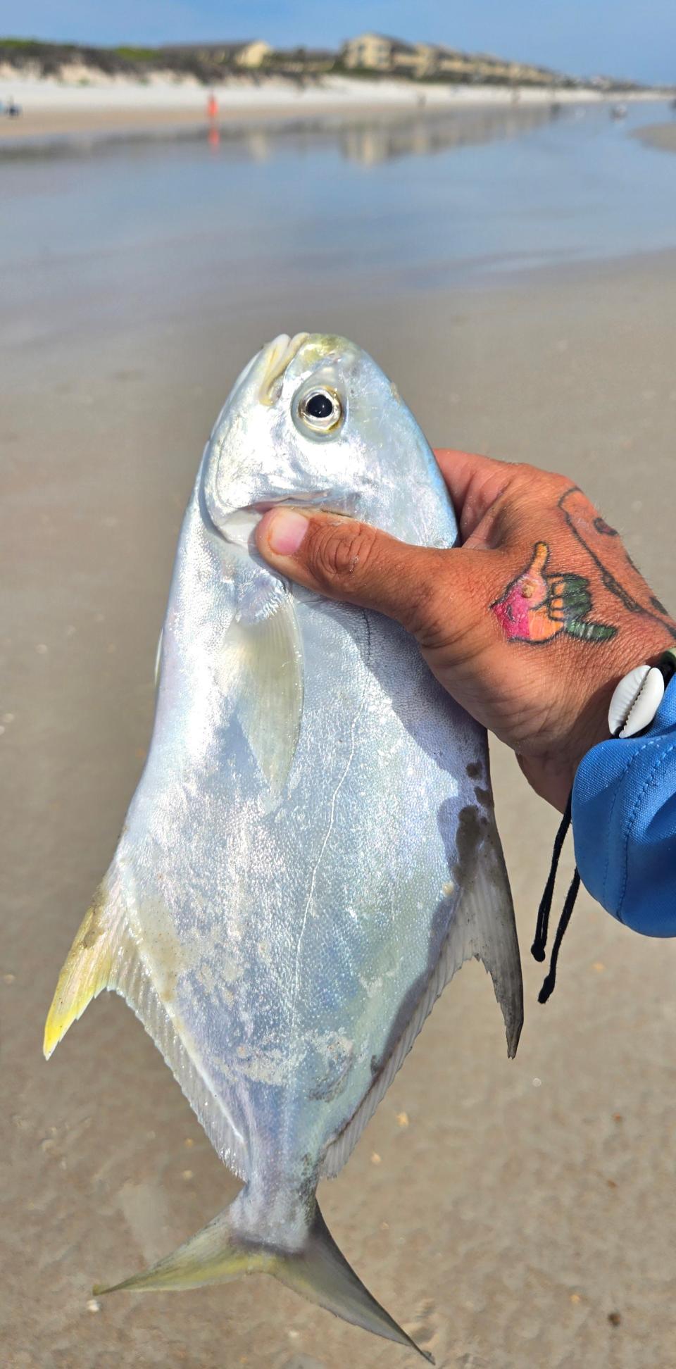 Chris Mansfield's fruitful day of surf-fishing included some pompano.