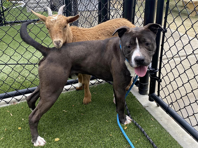 Cinnamon the goat and Felix the dog won't have to part anytime soon.