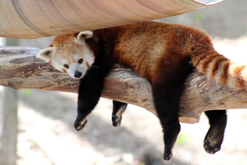 Red panda Wasabi, seen here, has given birth to three red panda cubs at John Ball Zoo in Grand Rapids.