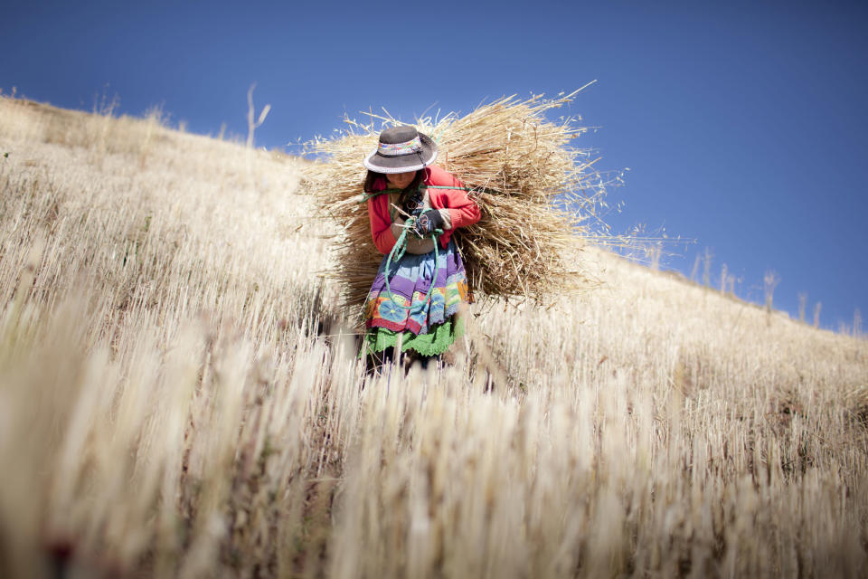 Luzmila, 12 years old, carries to her house the barley that she harvested by herself, in her family's little farm situated in the mountain behind their house, in a rural village at the Andes Mountains called Sotopampa, in Peru. Once a year, they harvest the barley and then they consume it during the following year. In these communities of indigenous peoples, children work helping their families, making it hard for the Government to maintain a balance between the laws about child work and the ancient tradition of these populations, that includes some difficult tasks for kids. (Photo and caption by Alejandro Kirchuk/National Geographic Photo Contest) <br> <br> <a href="http://ngm.nationalgeographic.com/ngm/photo-contest/2012/entries/recent-entries/" rel="nofollow noopener" target="_blank" data-ylk="slk:Click here to see more contest entries at National Geographic;elm:context_link;itc:0;sec:content-canvas" class="link ">Click here to see more contest entries at National Geographic</a>