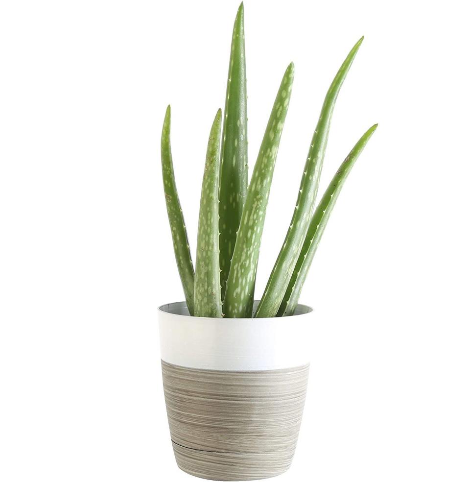 Aloe Vera Plant