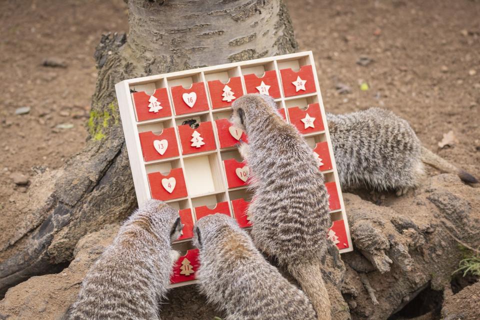 Meerkats