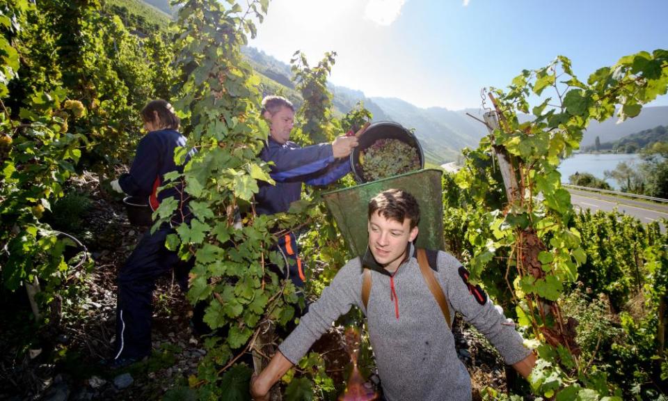 Riesling and shine: winemakers harvest grapes in Germany’s Mosel region.