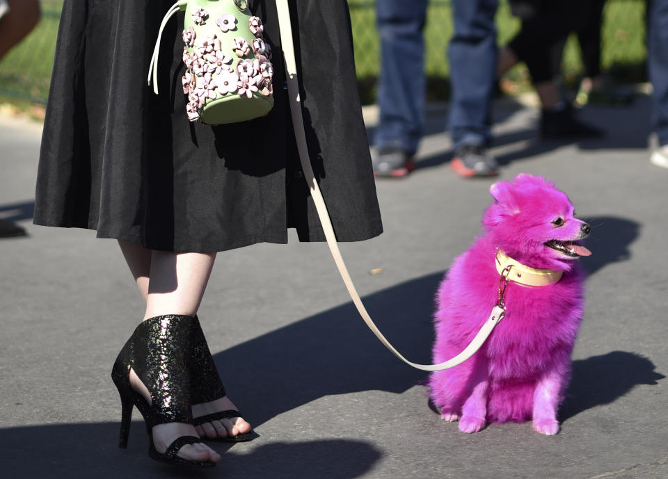 FILE - A fashion lover walks her dog colored in pink outside the Grand Palais museum before Mugler's Spring-Summer 2016 ready-to-wear fashion collection presented during the Paris Fashion Week, Oct. 3, 2015 in Paris, France. Throughout history, designers, artists, and brands have played with the emotions the color evokes, shaping meanings that are ever-evolving. From gender to class, those associations have constantly been challenged, flipped and subverted — while the definition of pink is always in flux, there's one constant: its cultural staying power. (AP Photo/Zacharie Scheurer, File)