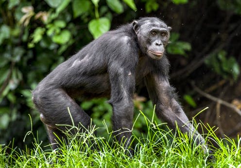   <span class="attribution"><a class="link " href="https://www.shutterstock.com/image-photo/portrait-male-bonobo-walking-jungle-pan-407331436?src=HRiuQClsLfiopLQg60UEMg-1-29" rel="nofollow noopener" target="_blank" data-ylk="slk:Sergey Uryadnikov/Shutterstock;elm:context_link;itc:0;sec:content-canvas">Sergey Uryadnikov/Shutterstock</a></span>