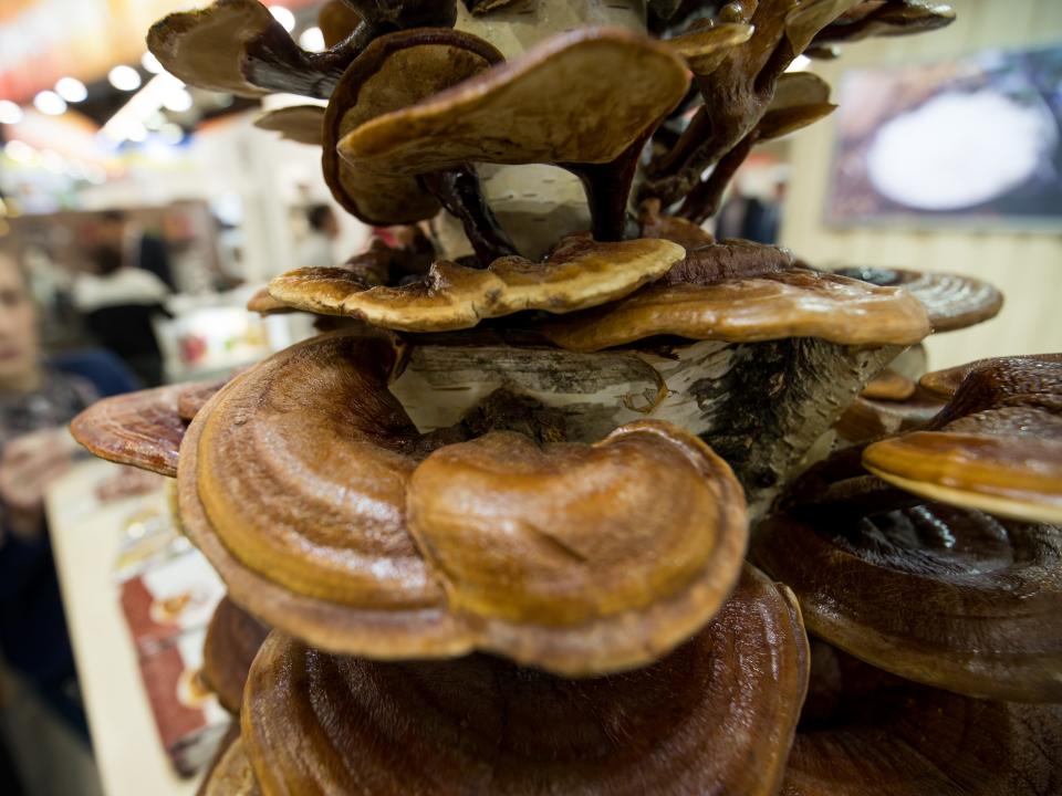 Lingzhi mushrooms can be seen at a stand at the Biofach organic food trade fair in Nuremberg, Germany, 15 February 2017.