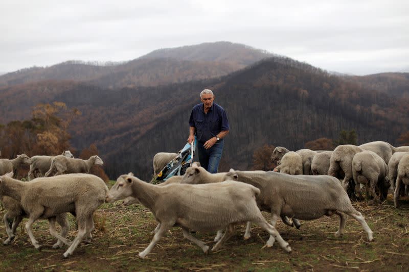 Farmer Jeff McCole, 70, tends to his sheep in front of bushfire affected areas on his family property in Buchan, Victoria, Australia