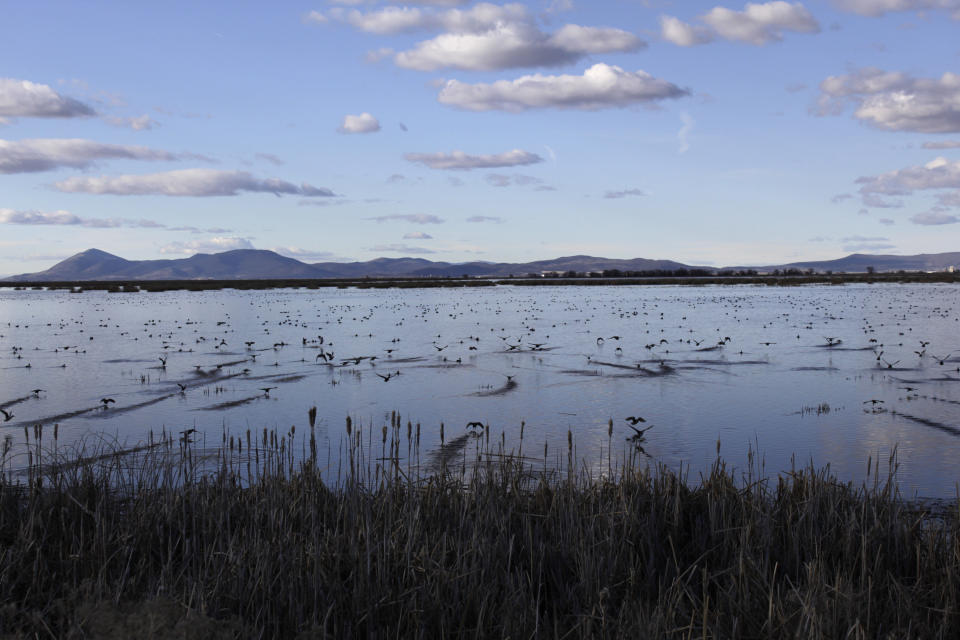In this March 2, 2020, photo, birds take off from a marsh in the Tulelake National Wildlife Refuge in the Klamath Basin along the Oregon-California border. The refuge is not far from four dams on the lower Klamath River that could soon be demolished in the largest dam demolition project in U.S. history. The proposal to remove the dams on California's second-largest river to benefit threatened salmon has sharpened a decades-old dispute over who has the biggest claim to the river's life-giving waters. (AP Photo/Gillian Flaccus)
